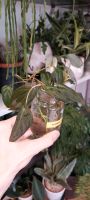 4 Ableger Philodendron Micans Zimmer-Hänge-Pflanze Bielefeld - Senne Vorschau