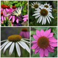 Stauden Echinacea Sonnenhut Staudenpflanze Bienenweide, Bio Brandenburg - Burg (Spreewald) Vorschau