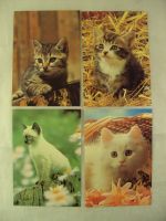 4 Ansichtskarten mit Katzen, Kätzchen, Katzenjungen, Susy Card Bayern - Bamberg Vorschau