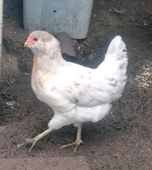 Ameraucana Reinrassig blaue Eier grünliche Eier bunte Eier in Nienburg (Weser)