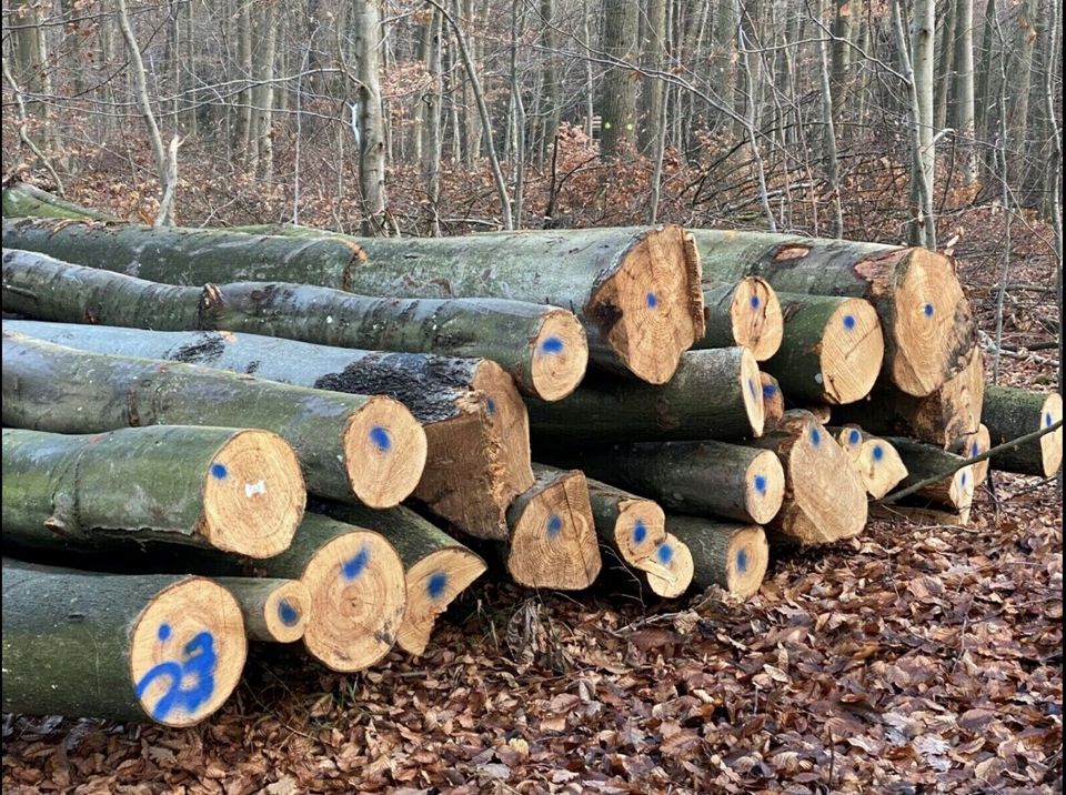 Brennholz / Kaminholz abgelagert oder frisch in Wadgassen