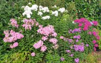 Blumenstaude Phlox Sachsen - Radeberg Vorschau