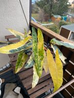XXL Philodendron billietiae variegata 12 Blätter Mutterpflanze Stuttgart - Bad Cannstatt Vorschau