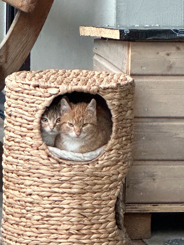 Katze abzugeben in Deetz