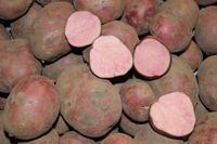 Saatkartoffeln Pflanzkartoffeln Heiderot aus Hobbylandwirtschaft Brandenburg - Löwenberger Land Vorschau