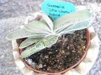 Gasteria „Little Warty“ + "satsu-no-mastu" Hirschzunge (mit Ableg Baden-Württemberg - Rheinstetten Vorschau