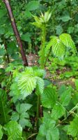 Brombeere ohne Stacheln, sehr große Früchte Leipzig - Dölitz-Dösen Vorschau