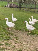 14 Gänse-> Grau grau weiß und weiß mit Locken Gen . Rheinland-Pfalz - Kirn Vorschau