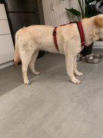 Hunde Führgeschirr mit Airmesh gepolstert Greyhound Safe it Dresden - Innere Altstadt Vorschau