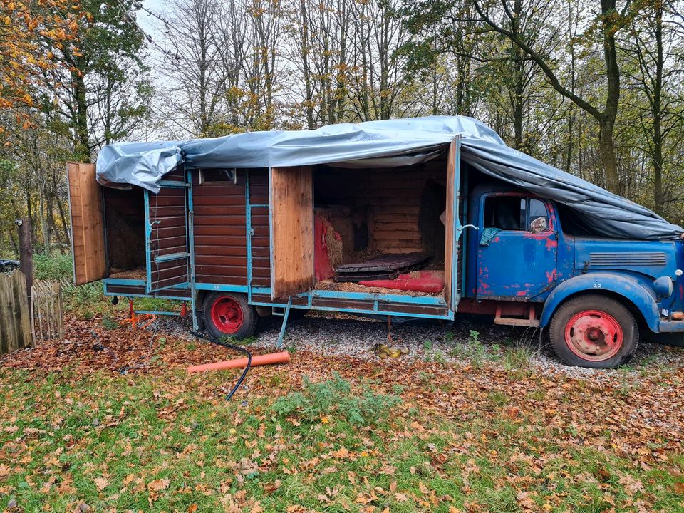 Mercedes 311 Pferdetransporter in Aurich