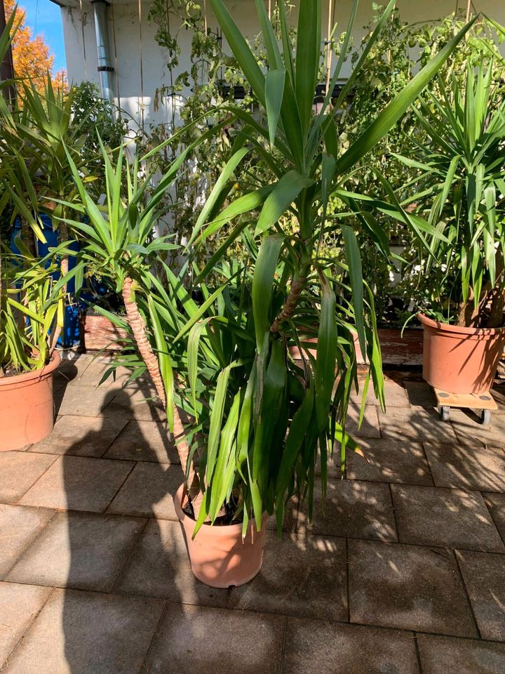 Yucca Palmen verschiedene Größen in Durach