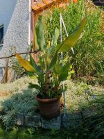Bananenpflanze 1,4m, Musella Iasiocarpa Bayern - Thannhausen Vorschau