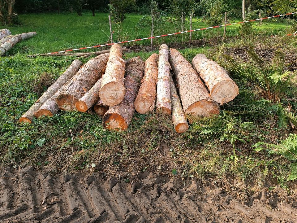 Kiefern und Lärche Stammholz zu verkaufen in Nieheim