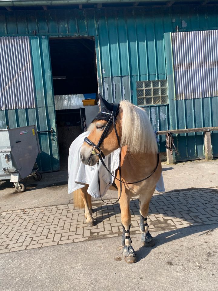 Tolle Reitbeteiligung für Sportmaus gesucht in Hohenlockstedt