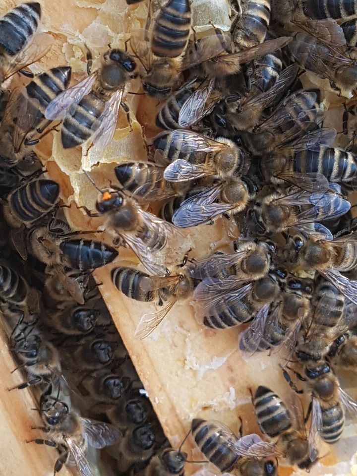 Biene/Bienenvolk in Unterschleißheim