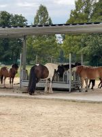 Offenstall Offenstallplatz frei Nordrhein-Westfalen - Steinhagen Vorschau