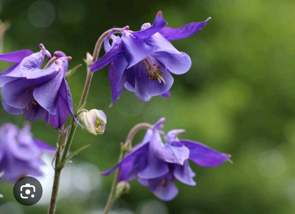 Akelei für den hummelfreundlichen Staudengarten in Essen