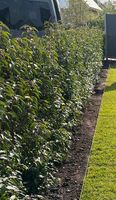 Gartenbau/ Rollrasen/ Pflege/ Hecke schneiden Kreis Pinneberg - Bilsen Vorschau