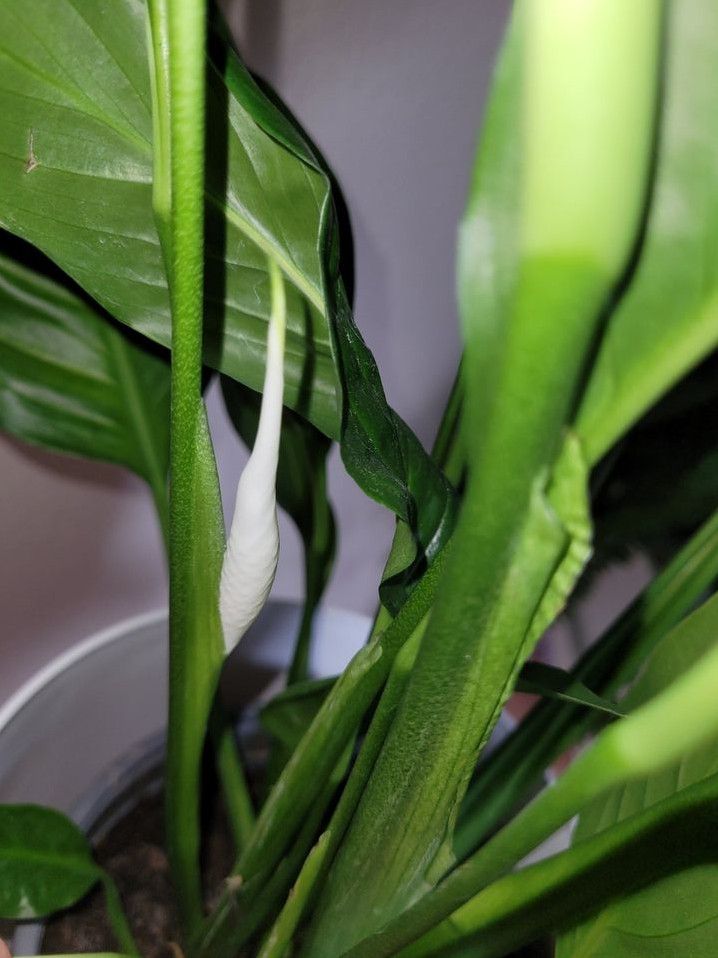 Spathiphyllum Einblatt große Pflanze Zimmerpflanzen Scheidenblatt in München