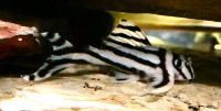 Zebrawels, Hypancistrus zebra Nordrhein-Westfalen - Westerkappeln Vorschau