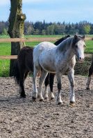 Welsh A Pony Niedersachsen - Friesoythe Vorschau
