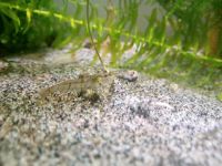 Ausselektierte Neocaridina Garnelen Nordrhein-Westfalen - Solingen Vorschau