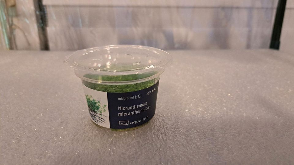 ☘ InVitro Aquariumpflanzen Nano-Cube Pflanzen Aquarium in Northeim