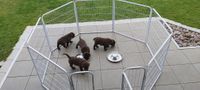 Freilaufgehege Laufstall für kleine Labrador Welpen in Weiß Nordrhein-Westfalen - Rahden Vorschau