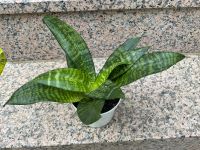 Sanseveria Green Hahnii Leipzig - Engelsdorf Vorschau