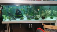 1000l Aquarium Nordrhein-Westfalen - Ibbenbüren Vorschau