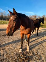 Charmanter Wallach, Warmblut, Württemberger 10jährig Bayern - Bachhagel Vorschau