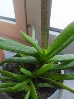 Aloe Vera Pflanze Barbadensis Miller sweet Rheinland-Pfalz - Haßloch Vorschau