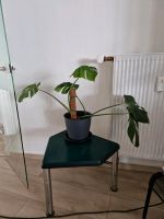 Monstera Jungpflanze Düsseldorf - Pempelfort Vorschau