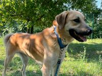 Finn - Naturbursche sucht Zuhause Bayern - Würzburg Vorschau