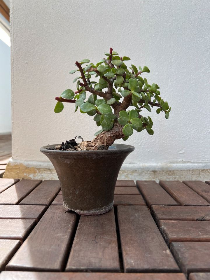 ‼️ DIY Bonsai Jadebaum Stecklinge portulacaria Afra Bonsai in Heidelberg