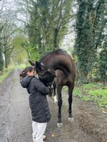 Reiter sucht eine reitbeteidigung Nordrhein-Westfalen - Gelsenkirchen Vorschau