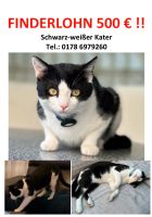 KATER MORTY BAD SAULGAU UND UMGEBUNG VERMISST!!! Baden-Württemberg - Bad Saulgau Vorschau