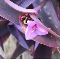 Ableger von Pflanze lila Herz Tradescantia Pallida Tradescantie Baden-Württemberg - Schömberg Vorschau