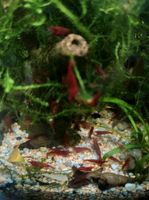 Garnelen Aquarium Blood Marry 10 Tiere 12€!!! Schleswig-Holstein - Barkelsby Vorschau