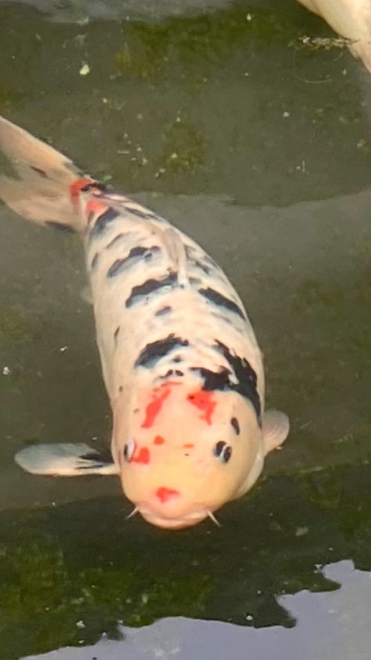 Koi Fische in Gadebusch