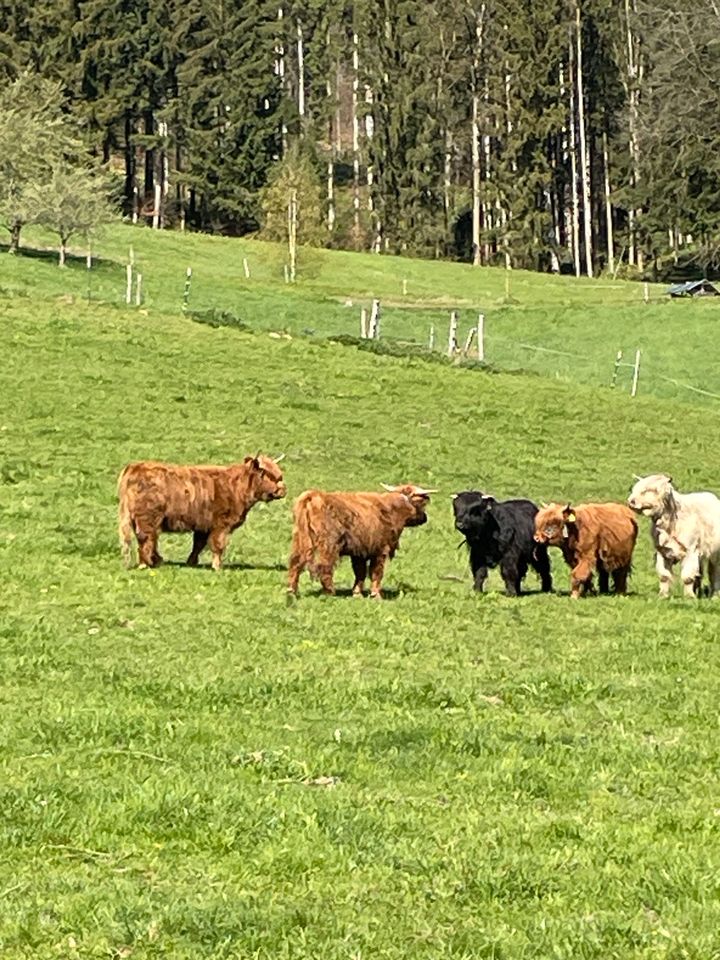 Hochlandrinder Highland Cattle in Ringelai