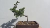 Bonsai Wacholder juniperus Saarland - Weiskirchen Vorschau