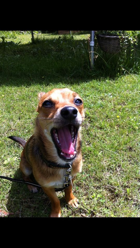 Biete Urlaubsbetreuung für Hunde in Murnau am Staffelsee