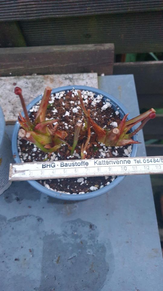 Sarracenia Hybriden, Schlauchpflanze, fleischfressende Pflanzen in Wallenhorst