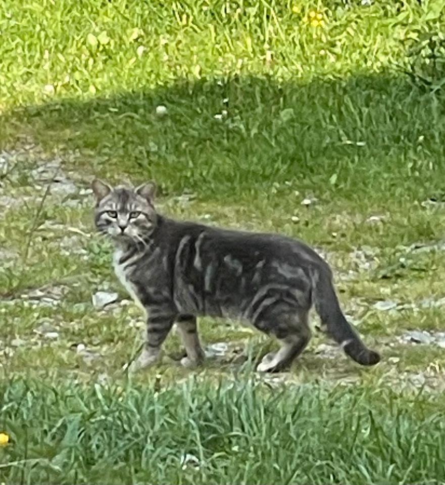 Katze/Kater zugelaufen in Drachselsried