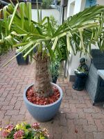 Angebot ! Palme 1.60m in Kübel 0,60m 11 Jahre alt. Dithmarschen - Buesum Vorschau