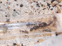 Camponotus cruentatus Niedersachsen - Osnabrück Vorschau