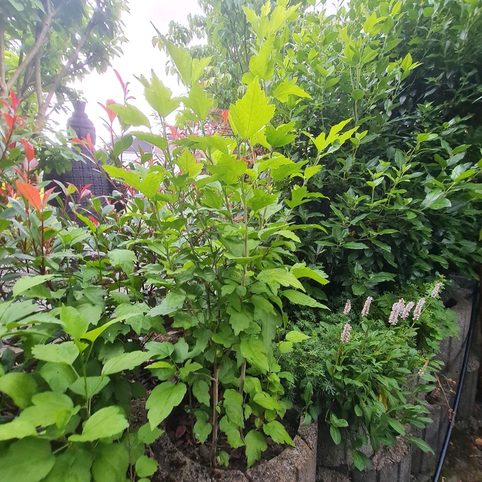 Hibiskus , vital, trockenheitsresistent, für Hummeln & Bienen in Essen