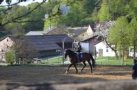 Ich biete Reitbeteiligung auf tollem Pferd Bayern - Henfenfeld Vorschau