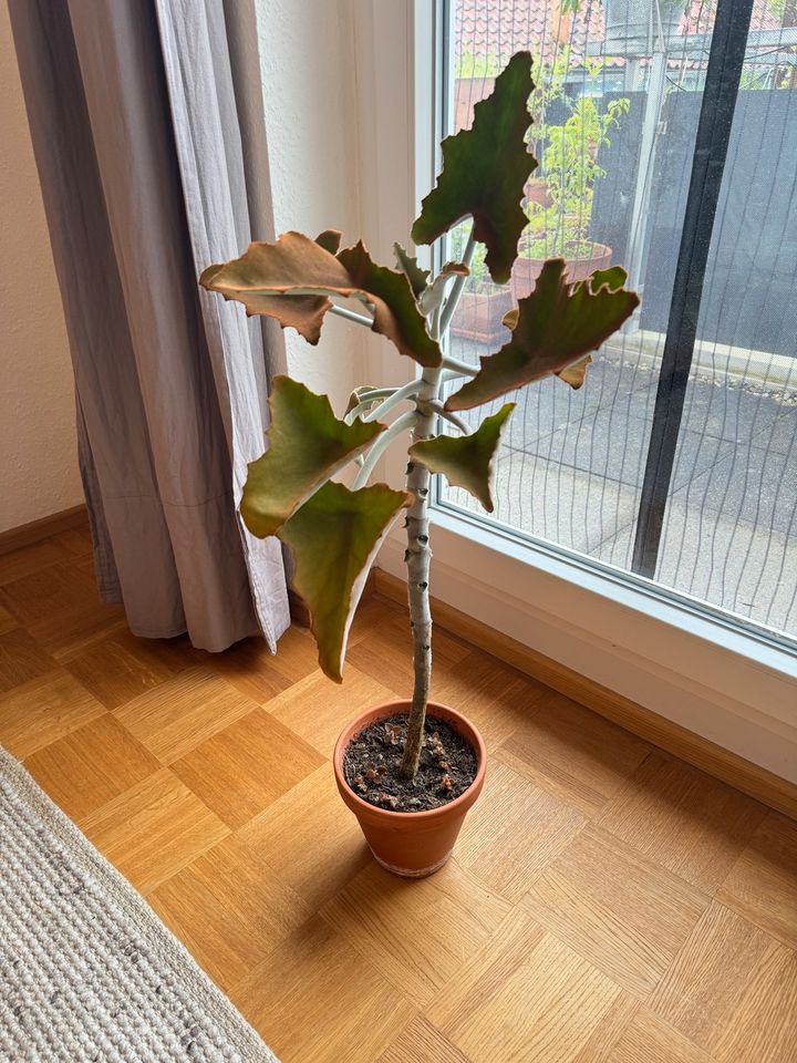 Kalanchoe beharensis in Neuhausen